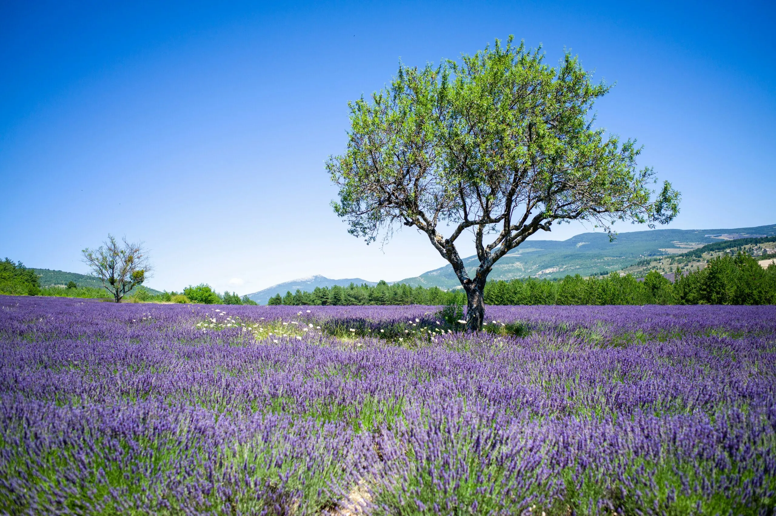 Weites Lavendelfeld in voller Blüte mit einem einzelnen Baum unter blauem Himmel