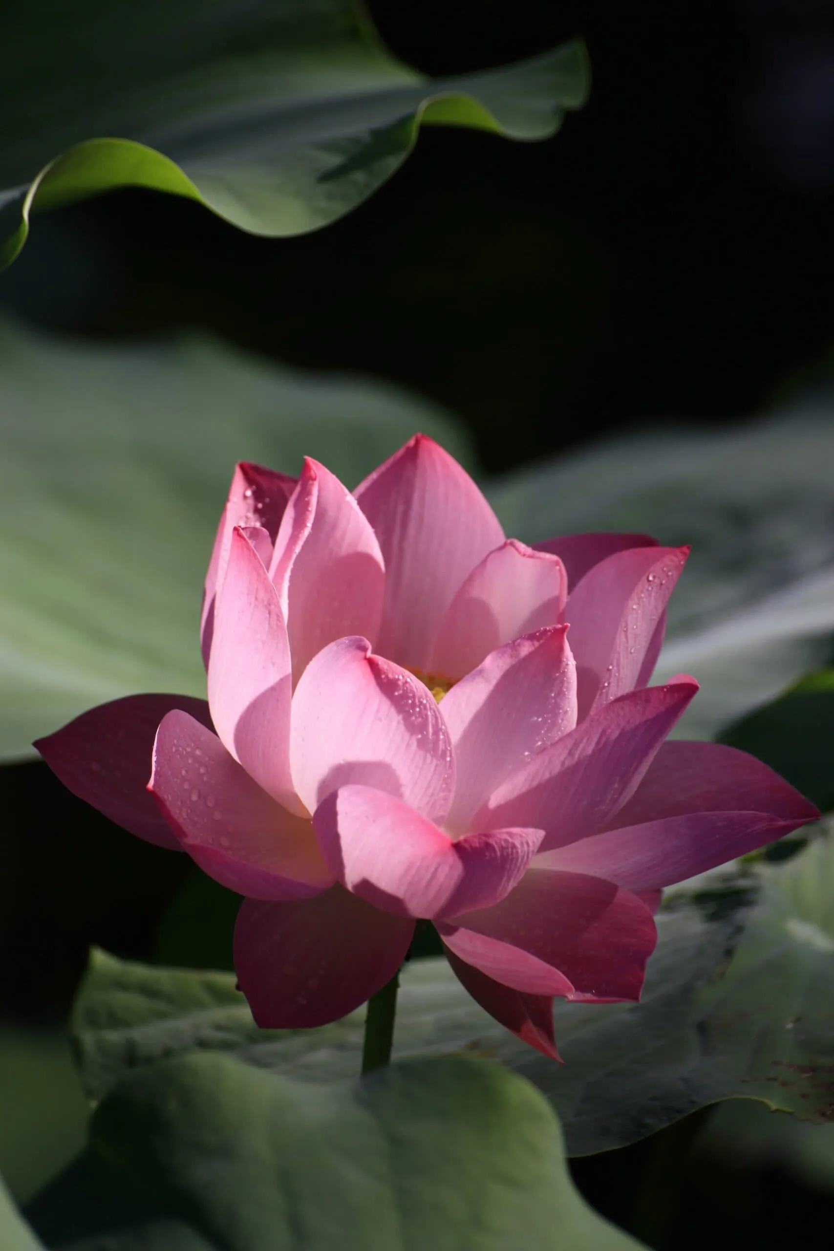 Rosa Lotusblüte mit Wassertropfen vor dunklem Hintergrund