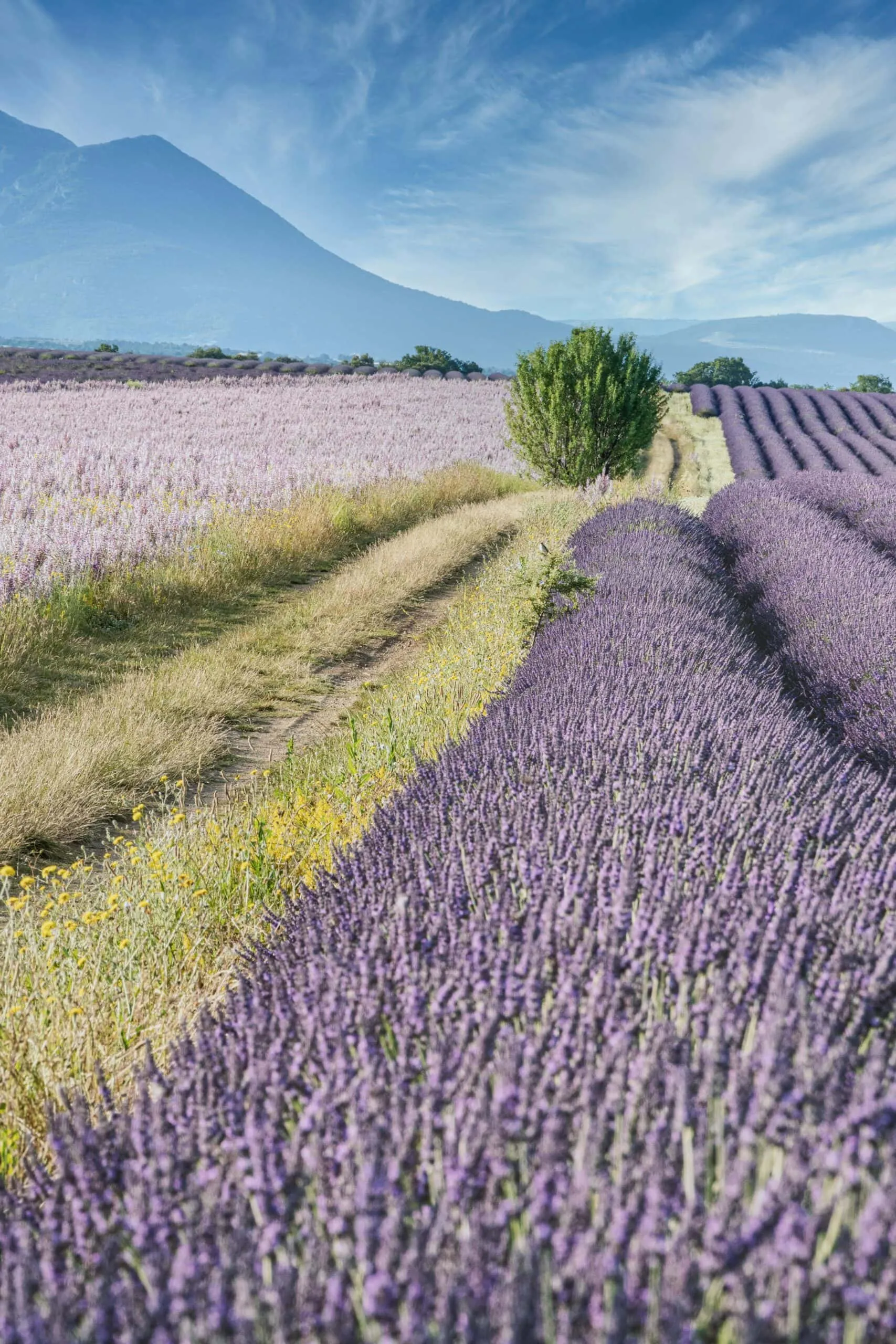 Schmaler Feldweg zwischen violetten Lavendelreihen in der Provence